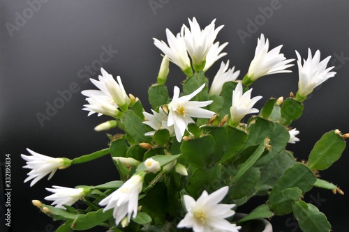 Schlumbergera gaertneri, Easter cactus with white flowers
