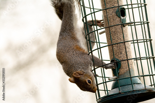 Grey Squirrel on a squirrel proof bird feeder photo