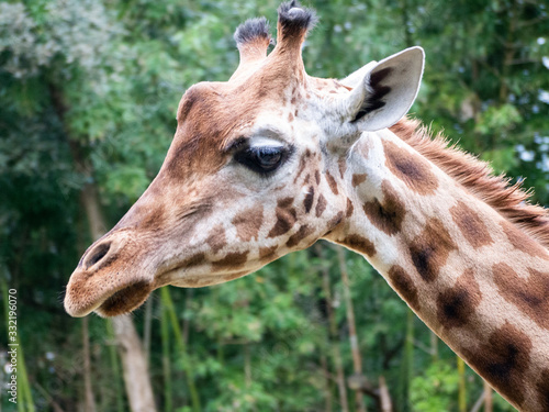 Portrait tête de Girafe