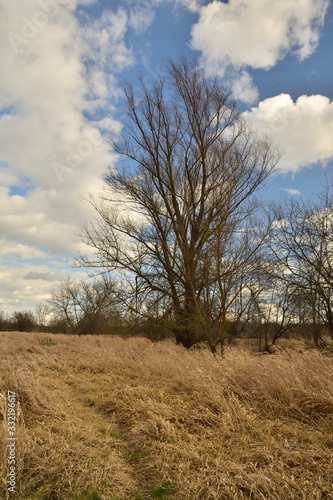 Fototapeta Naklejka Na Ścianę i Meble -  Samotne drzewo na tle nieba z białymi chmurami.