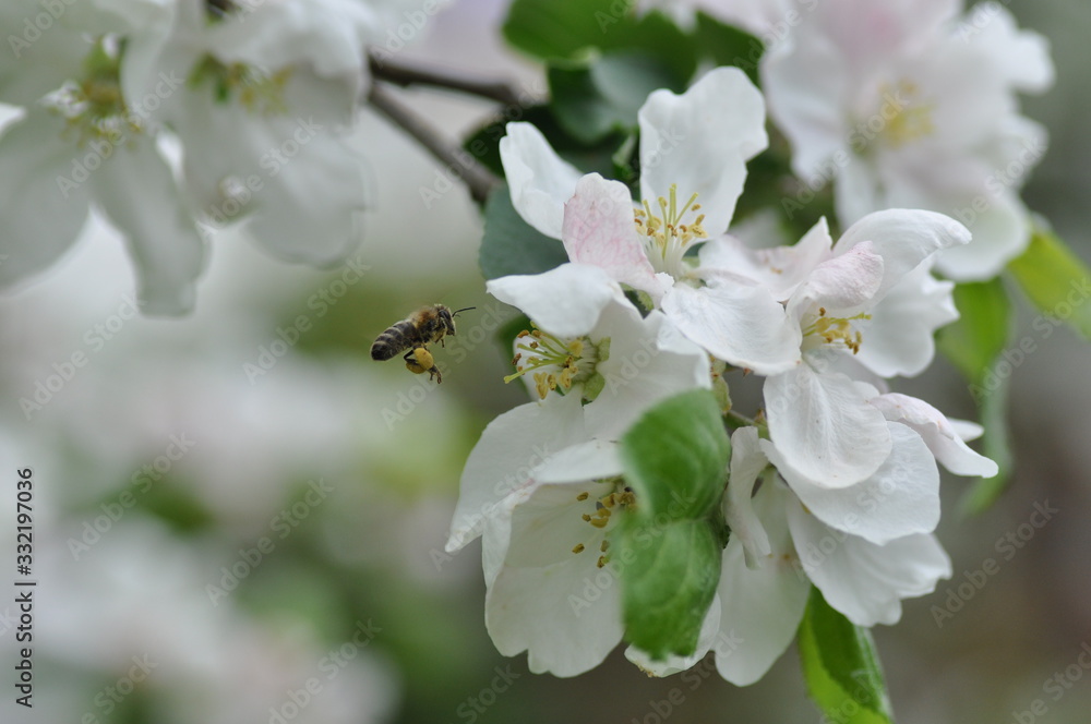 Eine Biene fliegt zu Apfelblüten im Frühling