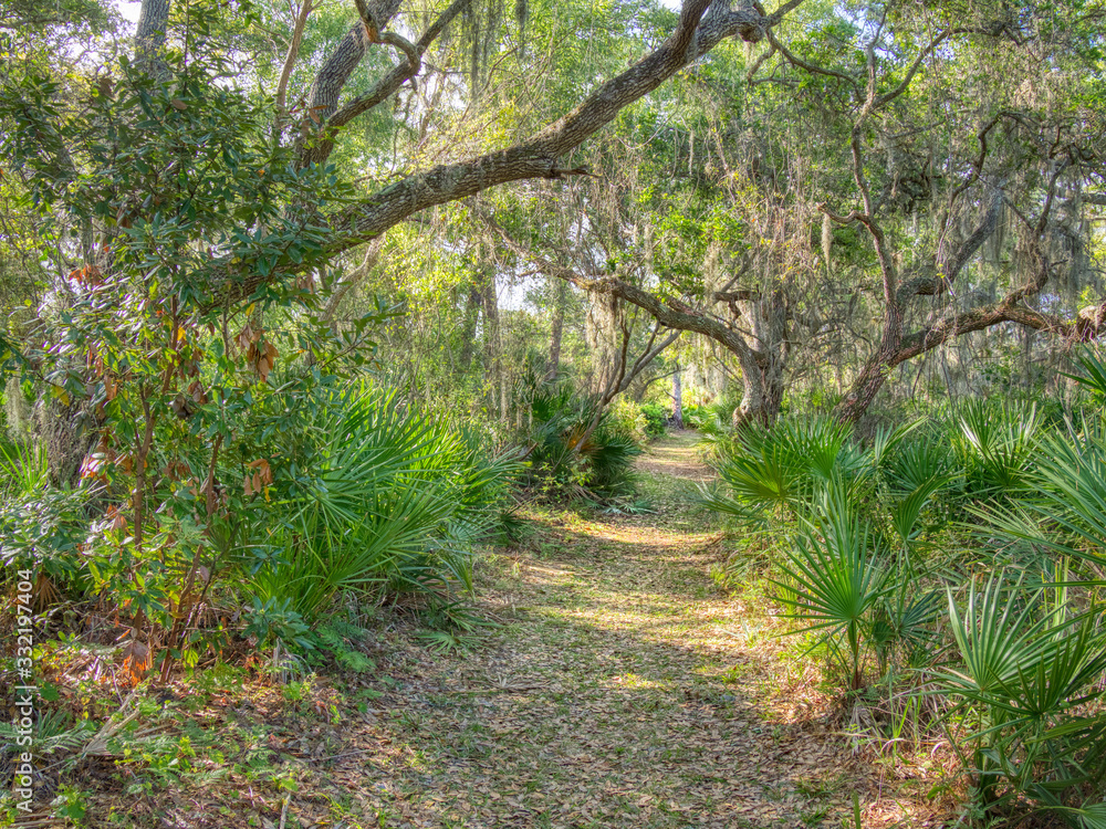 Path in Oscar Scherer State Park in Southwest Florida in Osprey Florida Path in Oscar Scherer State Park in Southwest Florida in Osprey Florida