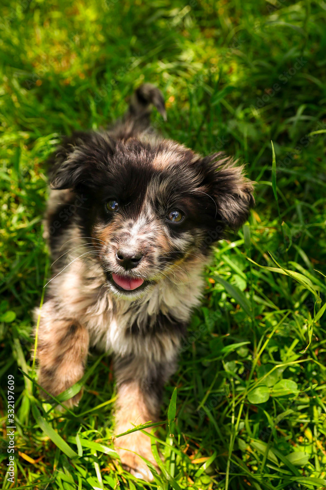 Cute puppy dog in the yard in grass