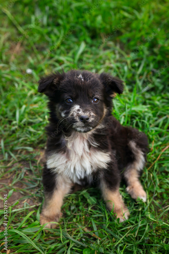Cute puppy dog in the yard in grass Cute puppy dog in the yard in grass