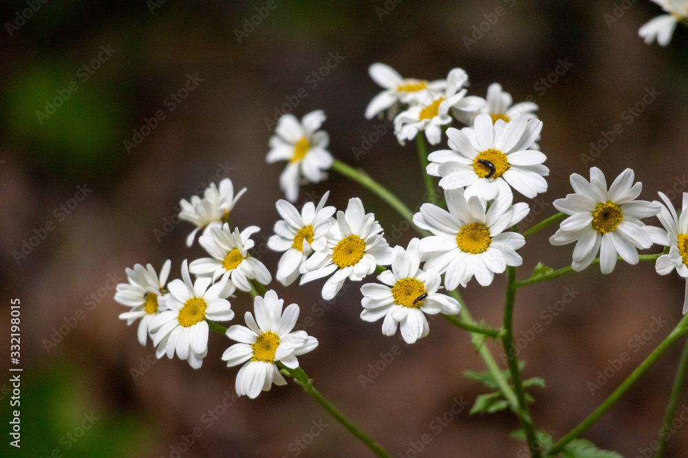 white daisies in the garden white daisies in the garden