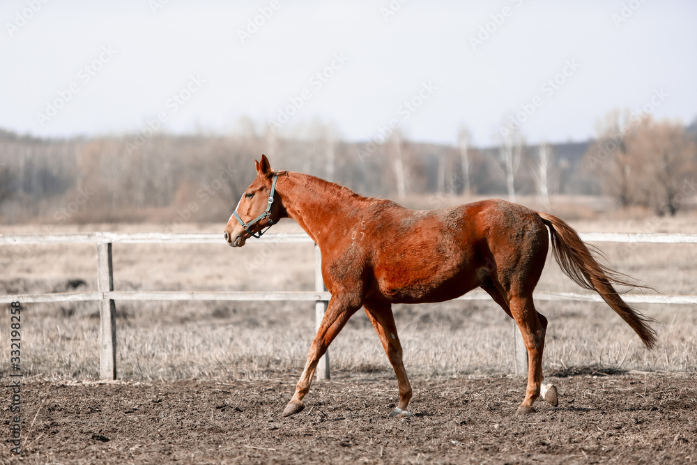 Beautiful horses run in the arena Beautiful horses run in the arena