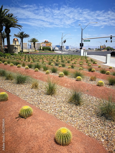 Kaktus Feld neben einer Straße in Las Vegas, Nevada