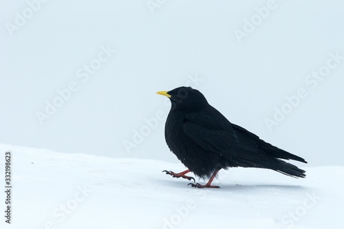 Yellow billed chough close up portrait, winter, bird silhouette. Beautiful black birdin winter. clean white background, Swiss Alps, alpine wildlife scenery, Switzerland photo