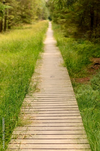 Empty wooden path in the forest 