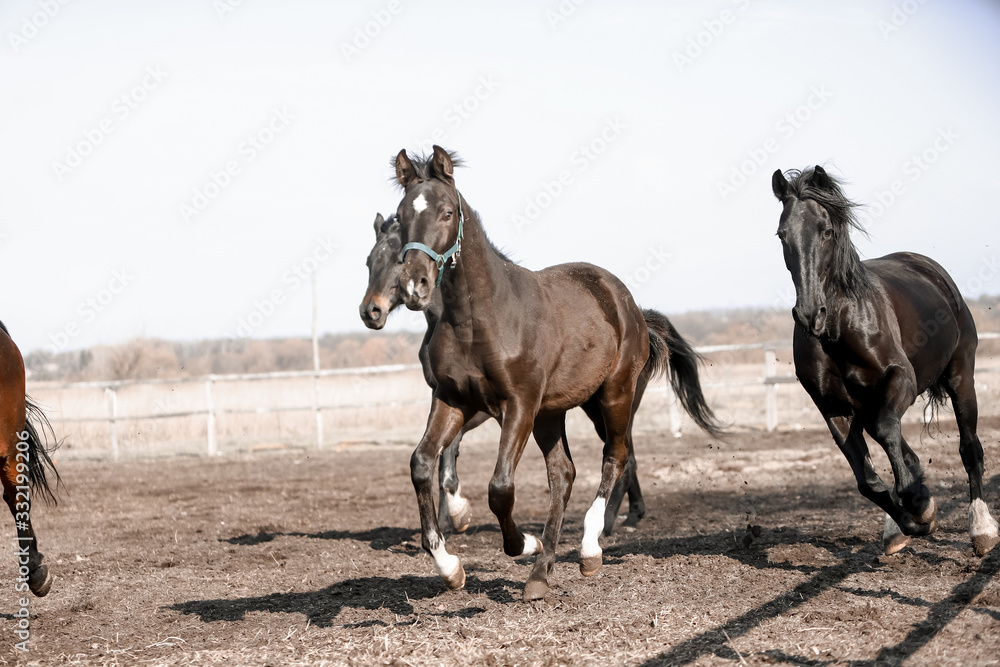 Beautiful horses run in the arena 