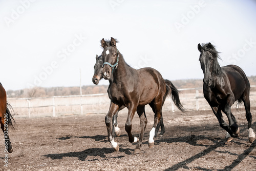 Beautiful horses run in the arena  © Мария Старосельцева