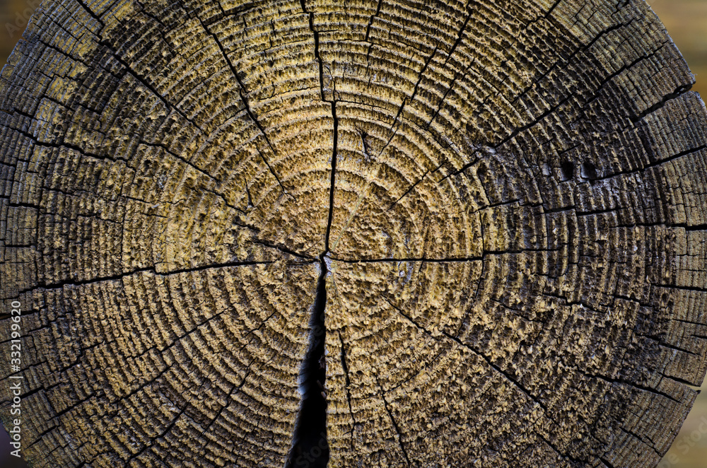 Fototapeta premium cross section of tree trunk