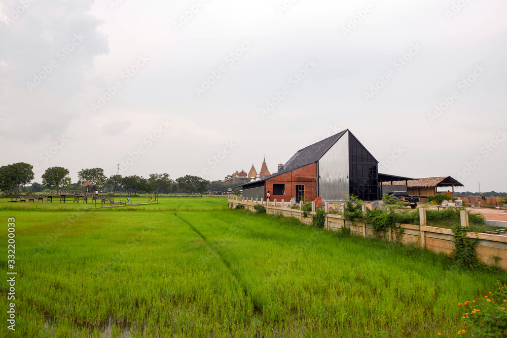 walkway in green rice field