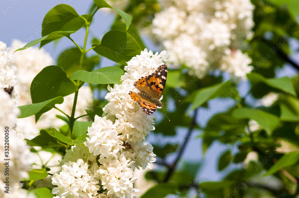 Fototapeta premium Butterflies flies to a blossoms lilac flowers, bright beautiful abstract spring background.