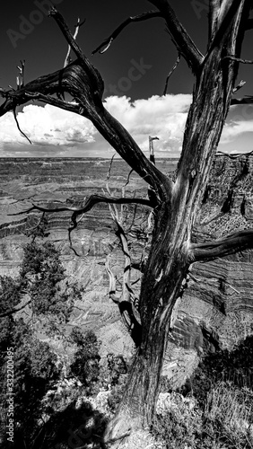 Baum - Grand Canyon photo