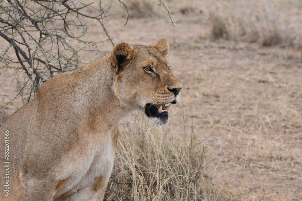 Female lion in Serengeti National Park, Tanzania Female lion in Serengeti National Park, Tanzania