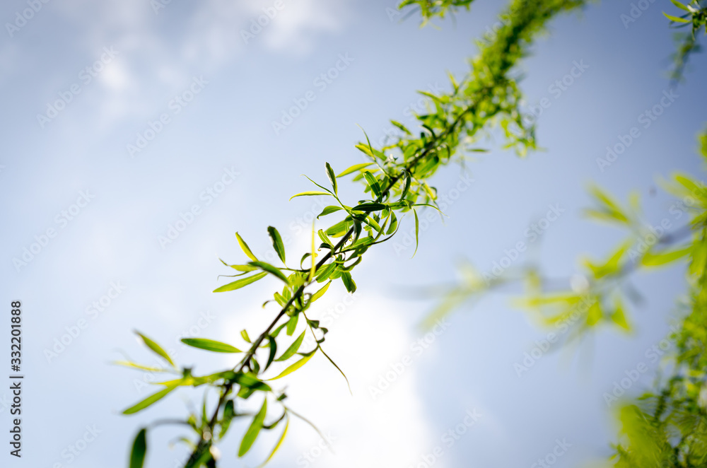 branch with green leaves on blue background branch with green leaves on blue background