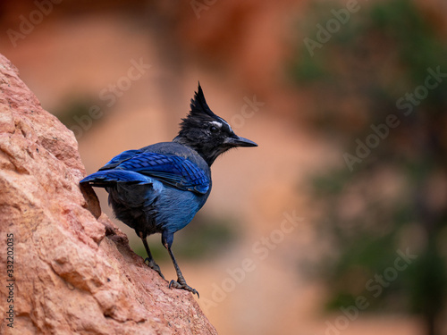 Blauer Vogel Amerika   photo