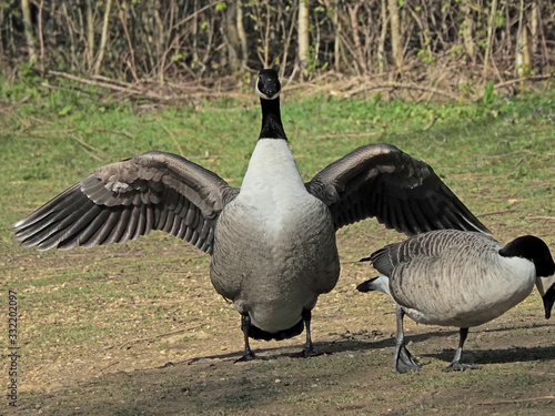 OLYMPUS DIGITAL CAMERA  - GEESE ACTION photo