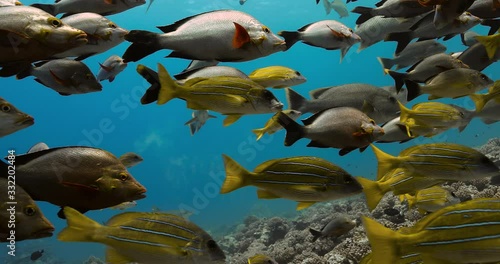 Close up of Maori Snapper and Bluelined Snapper fish in the Pacific Ocean. Underwater life with shoal of tropical fish moving in the water. Diving in the clear water - 4K photo