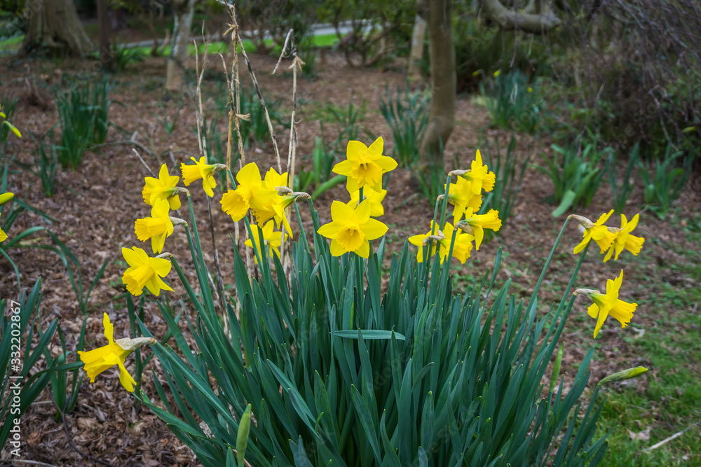 Obraz premium Early Spring Flowers