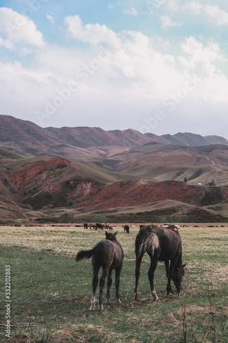 Horses and sheep grazing in front of a mountain range