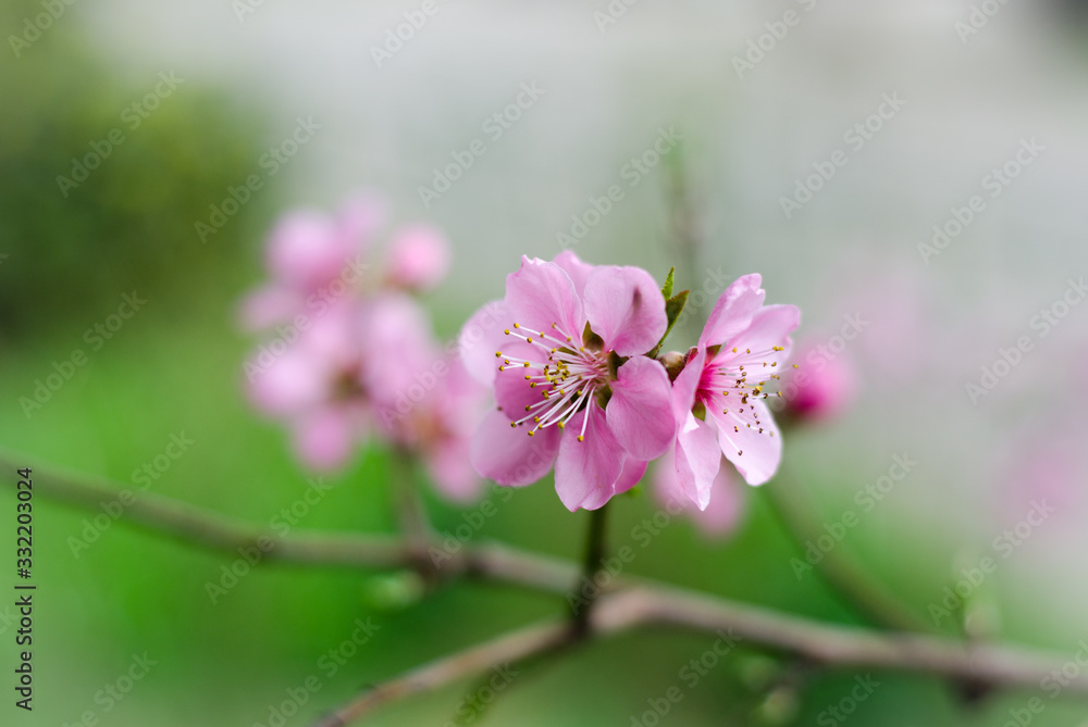 pink flowers pink flowers