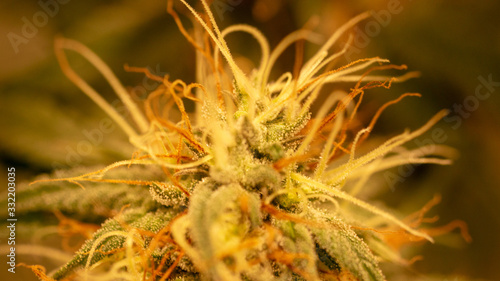 Macro Cannabis Weed Close Up Marijuana Bud 