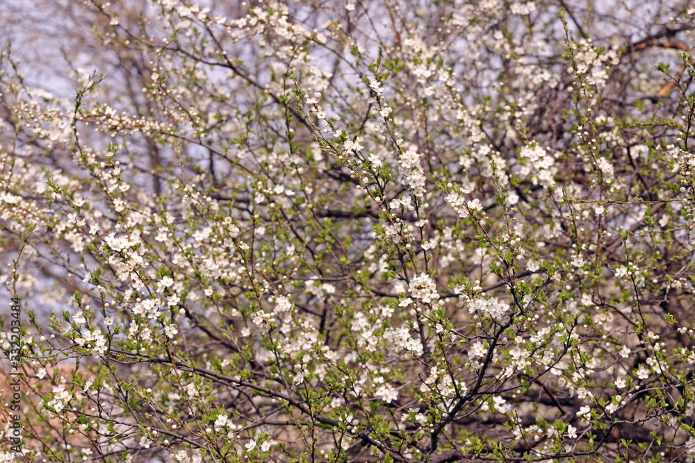 Blooming orchard tree in springtime. Tree blossom Blooming orchard tree in springtime. Tree blossom