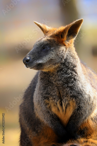 Portrait swamp wallaby in nature © denisapro
