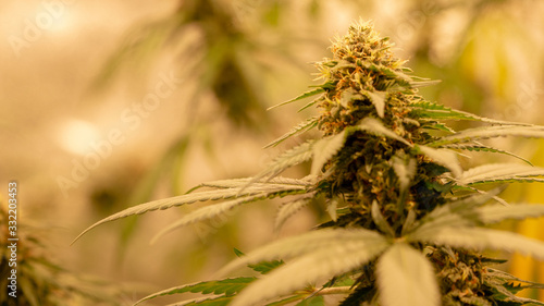 Cannabis White Widow Macro Marijuana weed indoor Close Up