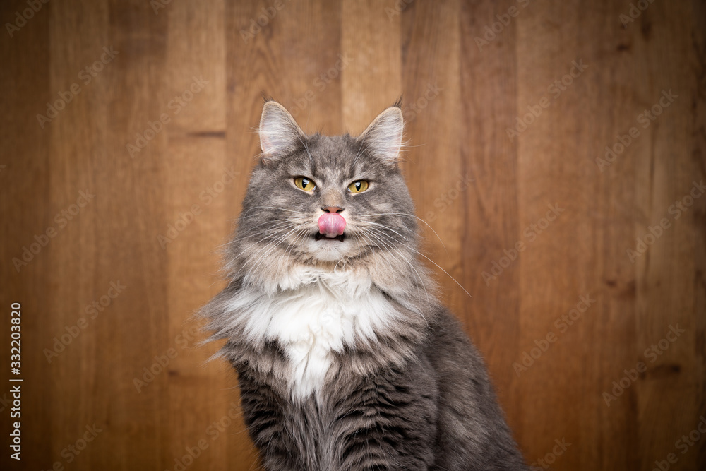 studio portrait of a cute blue tabby white maine coon cat sticking out tongue looking at camera on wooden background with copy space studio portrait of a cute blue tabby white maine coon cat sticking out tongue looking at camera on wooden background with copy space