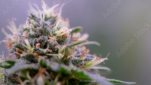 Cannabis White Widow Macro Marijuana weed indoor Close Up