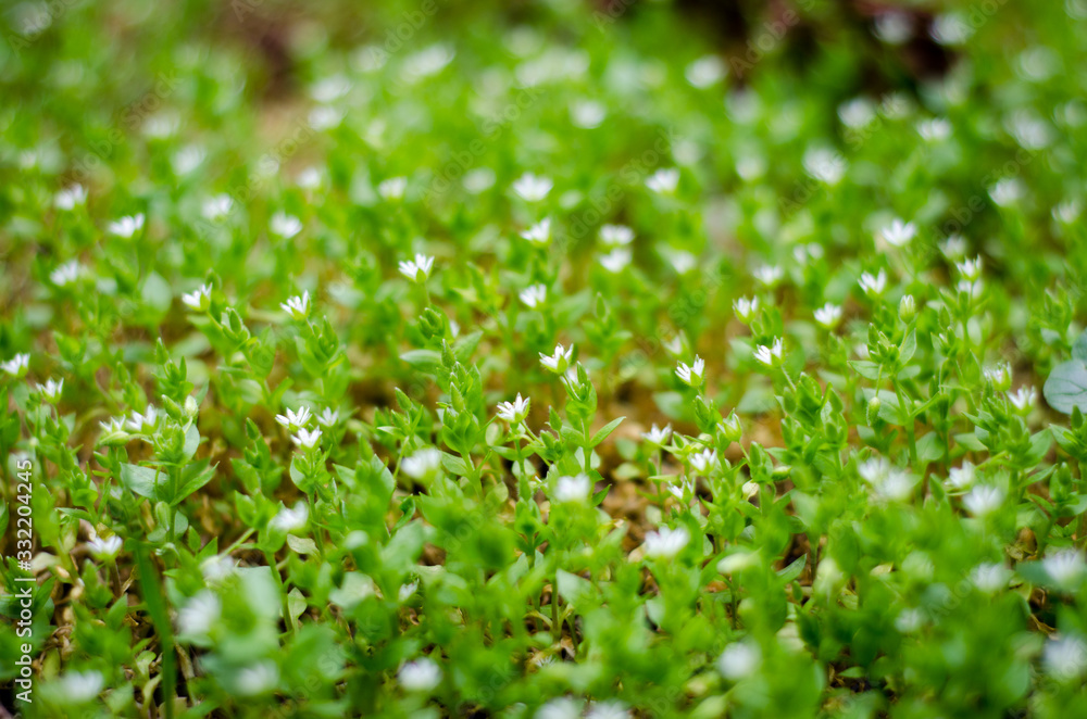 background of green leaves background of green leaves