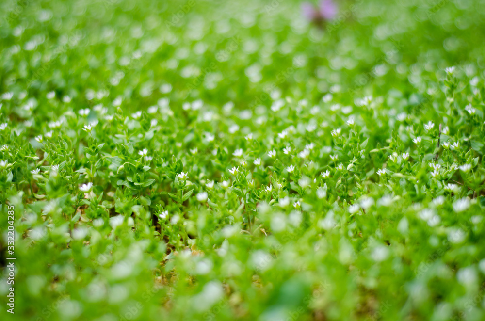 background of green leaves background of green leaves