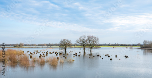 flooded trees in flood plains of river Waal in the netherlands