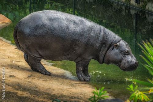 Hippopotamus drinking water from a pool