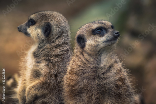 Couple of Meerkats Suricate standing and staring © Carlo
