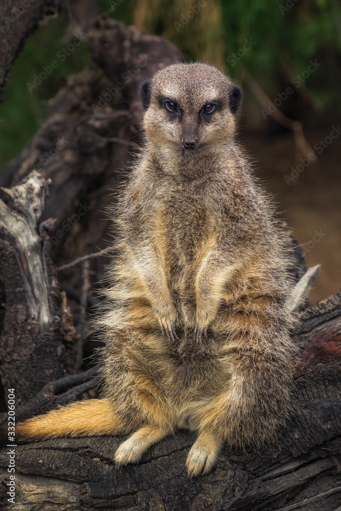 Fototapeta premium Meerkat at the zoo front shot with sad face