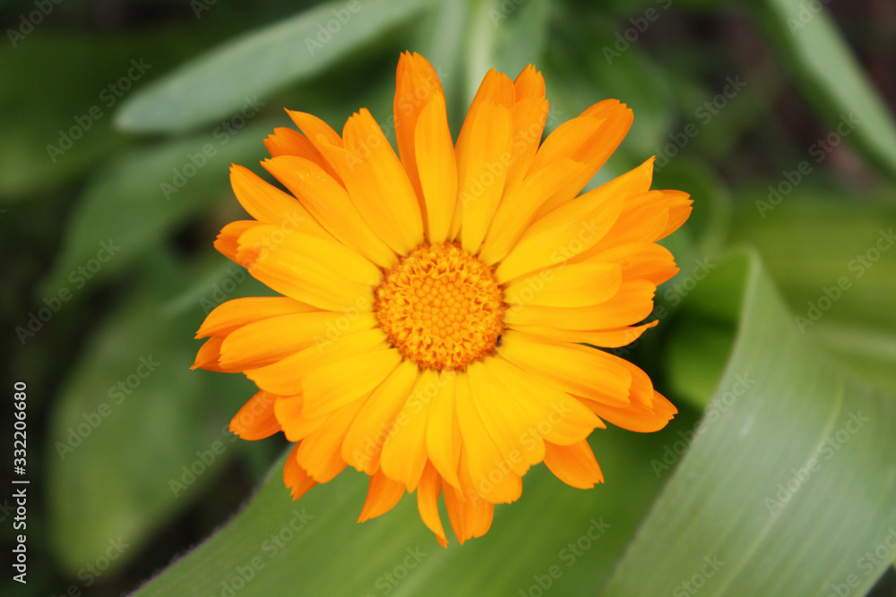 Calendula officinalis blooming in the garden.