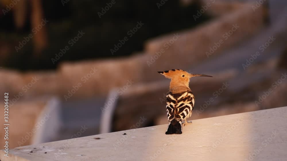 Common hoopoe sits on the parapet and flies away. Motley bird takes off and flies away 4k Common hoopoe sits on the parapet and flies away. Motley bird takes off and flies away 4k