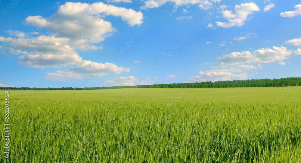 Green field and blue sky. Agricultural landscape. Wide photo .