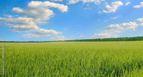 Green field and blue sky. Agricultural landscape. Wide photo .