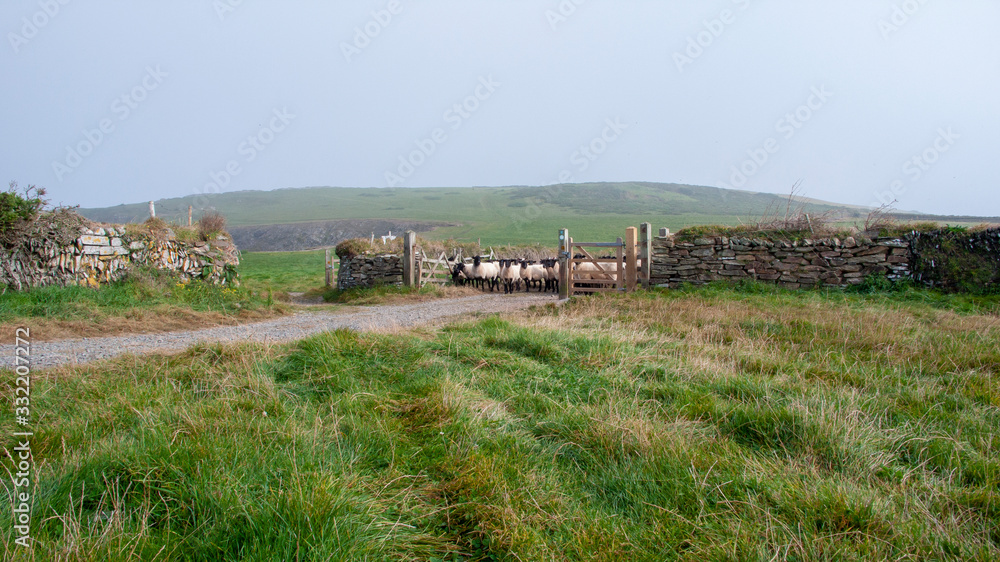 sheep walking through gate