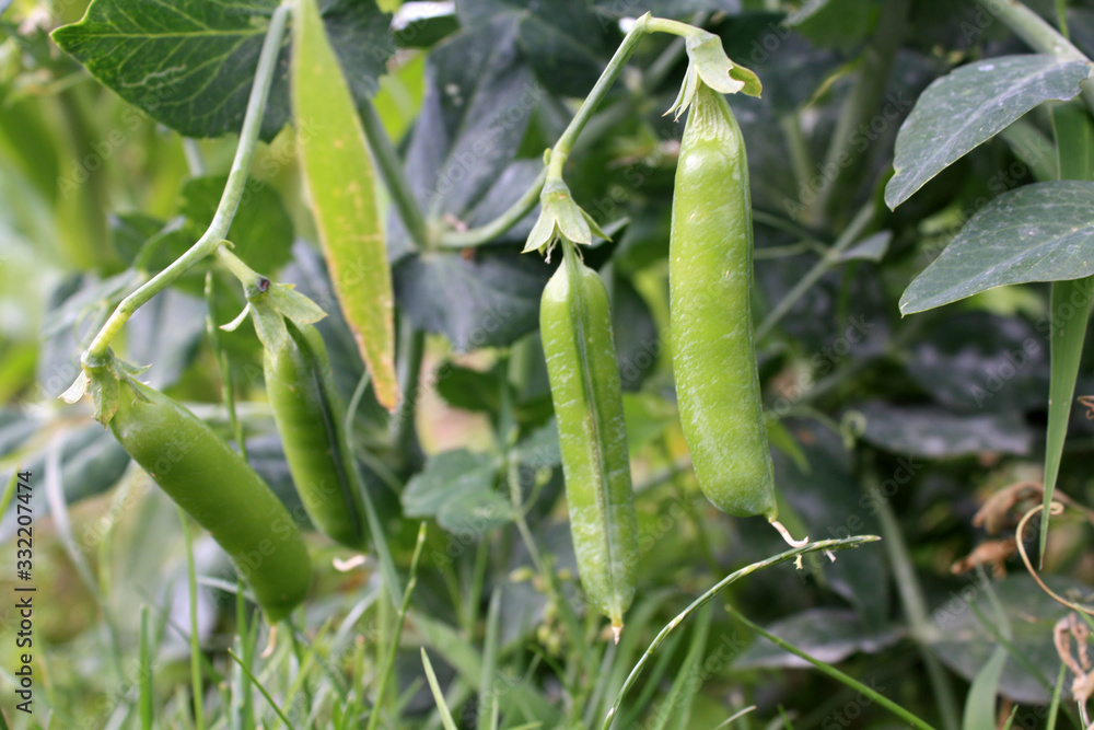 Growing and blooming green peas in the garden.
