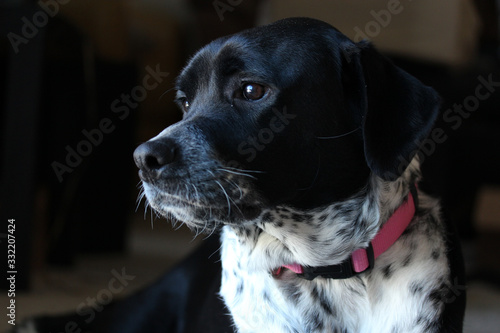 Fotografie stoic dog