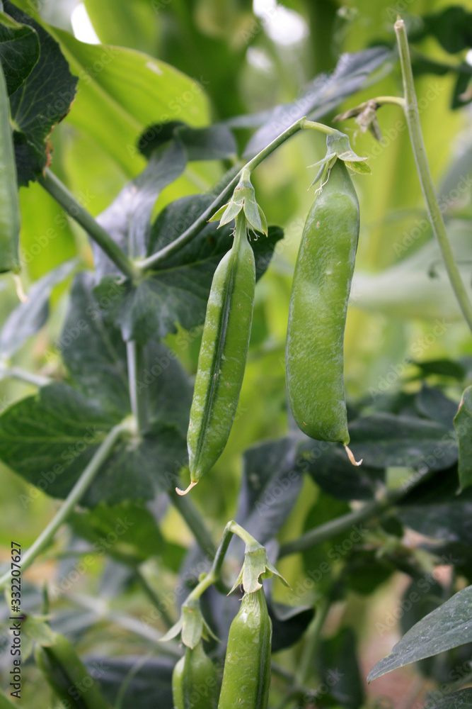 Growing and blooming green peas in the garden.