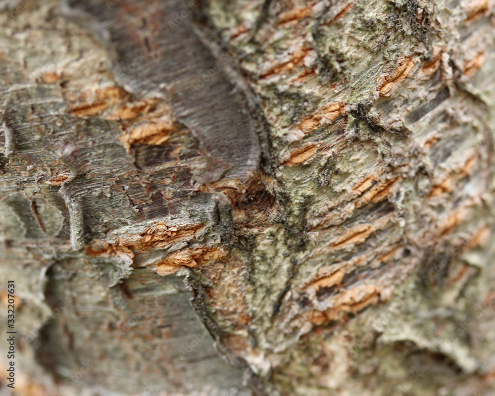 macro bark pattern macro bark pattern