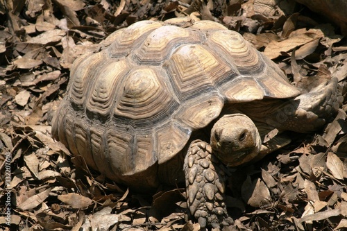 Obraz na płótnie Big brown tortoise walking on dead leaves and ground showing its shell w salonie