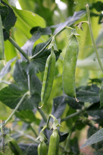 Obraz na płótnie Growing and blooming green peas in the garden. w salonie